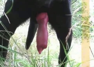 Amazingly insatiable black hound has a large cock