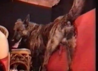 Vintage action with a instructed dog
