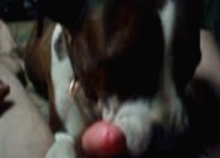 Spunky blowjob by a mutt