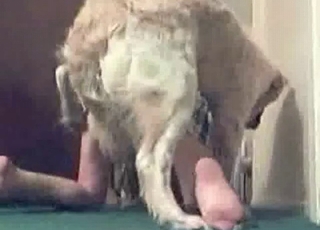 Fast and passionate sex with a dog