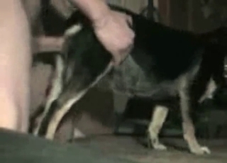 Dude fucking his obedient dog here