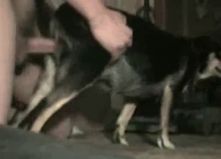 Dude fucking his obedient dog here