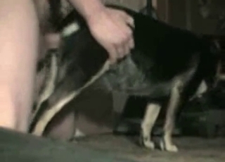 Dude fucking his obedient dog here