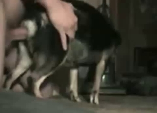 Dude fucking his obedient dog here