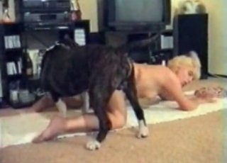 Dog sniffing the hole before fucking it