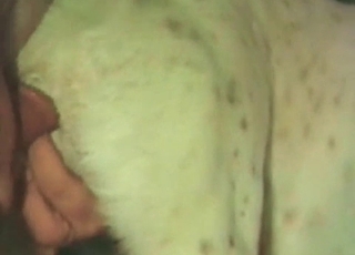 Stunning milky dog fucked hard from behind