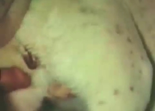 Stunning milky dog fucked hard from behind