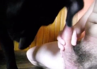 Good black dog munches his loaded trouser snake