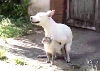 Very kinky small white dog here
