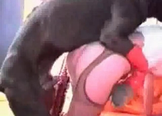Huge dog gushes her tight hole