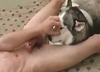 Incredible husky is showing off the great blowjob abilities