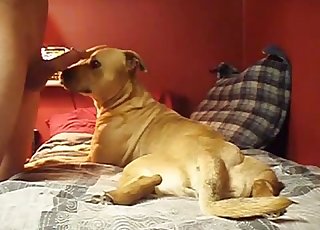 Doggy gives my husband a very passionate blowjob