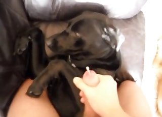This black hound gets jizz on its fur in this hot video