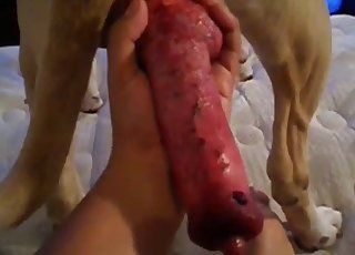 Meaty red boner of a sexy young dog