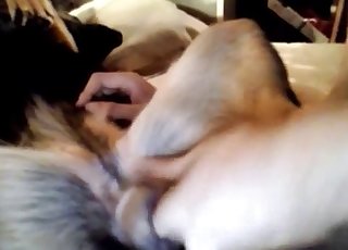 Dog gets finger-fucked on a big bed