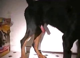 Gay dude fucked by a big-dicked dog