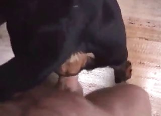 The tight hole of this dog gets banged by a fat lad