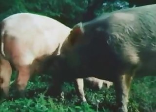 Pigs are fucking nice in doggy style