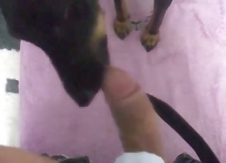 Black doggy is getting a gorgeous blowjob