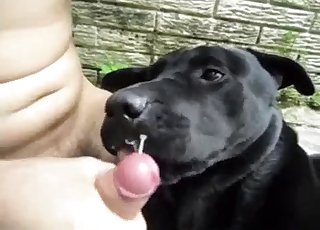 Watch how a sexy doggy is licking a hard boner