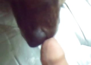 Dude with a lovely cock gets orally pleased by a doggy