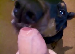 Angry doggy licking a big cock on cam