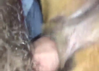 Dude is going to fuck a dog in POV, it MOANS