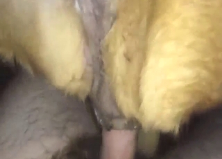 Ficken