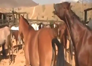 Stallion-on-stallion fucking with real gape