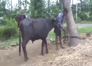 Cow