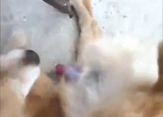 Dog teaser porn movie with a dangling dick