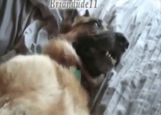 Shepherd dog is going to get fucked silly