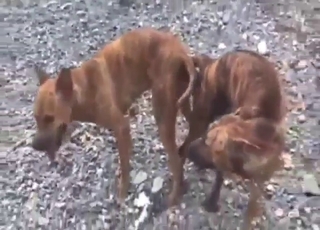 Dogs from Vietnam fucking each other hard
