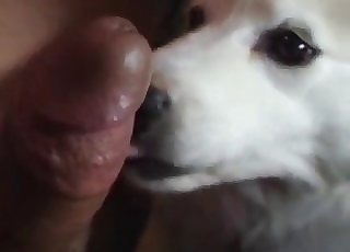This cute doggy is tonguing and sucking a male dick