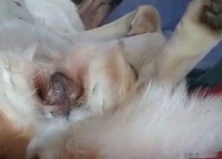 Slowly jamming a huge meatpipe in doggy