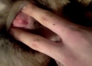 Doggy opens it's butt-hole for my lusty fingers