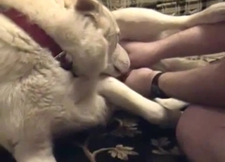 Taunting dog cunt before pleasing it