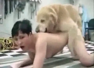 Fast, aggressive pounding from a dog