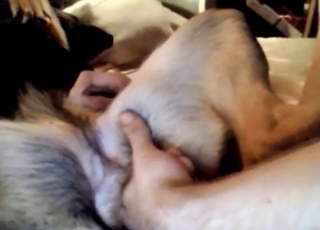 Dog gets finger-fucked on a big sofa