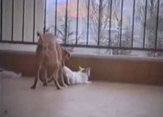 Cute kitty is gonna fuck a super-steamy doggo