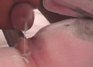 Pounding doggy's ass in the missionary pose