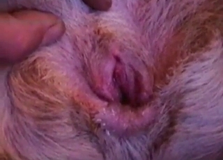 Adorable doggy enjoys ass-fuck sex with a man