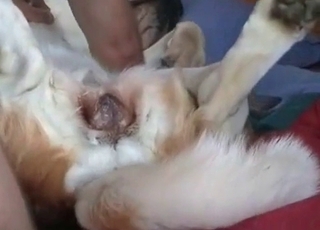 Juicy sperm on my doggy