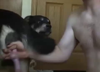 Dude worships this dog's pipe