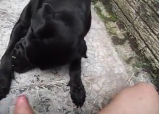 Black dog eating his juicy pink pucker