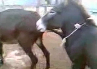 2 young mules fuck in doggystyle