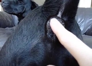 Black rear end is enjoying anal vibration