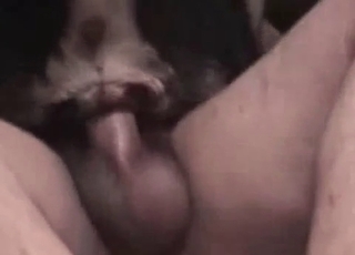 Dog rails on a boner in cowgirl pose