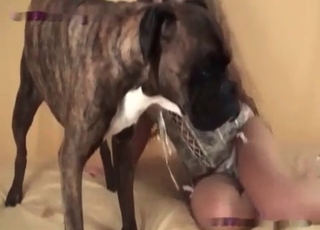 Dog's lapping that juicy pussy like crazy