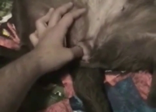 Stunning ebony doggy in filthy bestiality